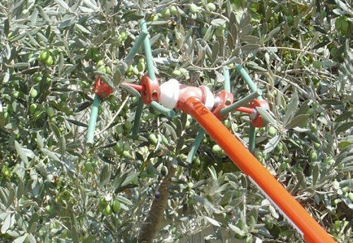 מנערי זיתים